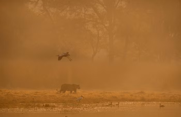 Hổ đi săn mồi lúc sáng sớm trong vườn quốc gia Ranthambore, Ấn Độ.
