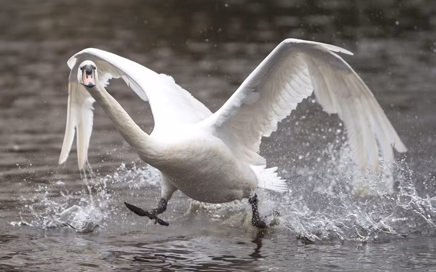 Thiên nga chạy trên mặt nước khi chuẩn bị cất cánh khỏi hồ Alster ở Hamburg, Đức. (Nguồn: Telegraph)