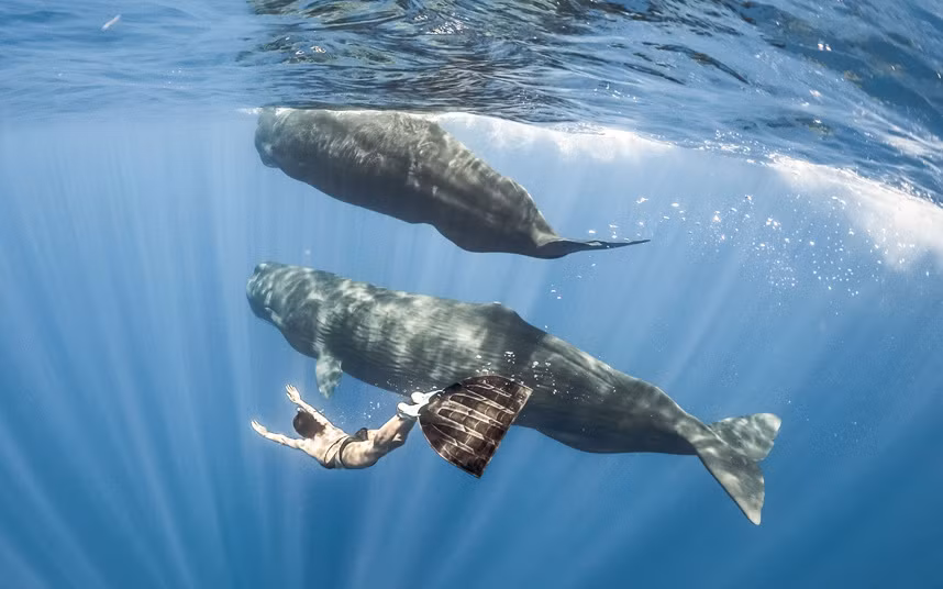 Thợ lặn Marianne Aventurier bơi cùng cá voi ở ngoài khơi bờ biển Sri Lanka (Nguồn: Telegraph)