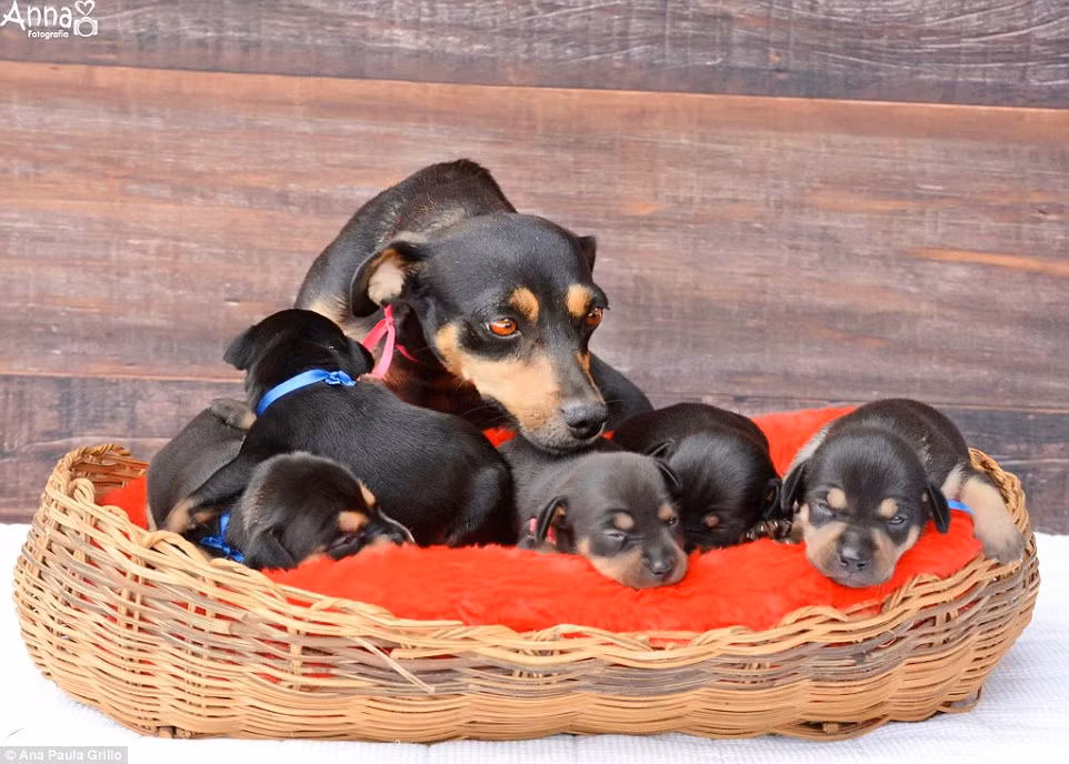 Con chó mẹ cùng đàn con nằm co tròn trong ổ của chúng. (Nguồn: Daily Mail)