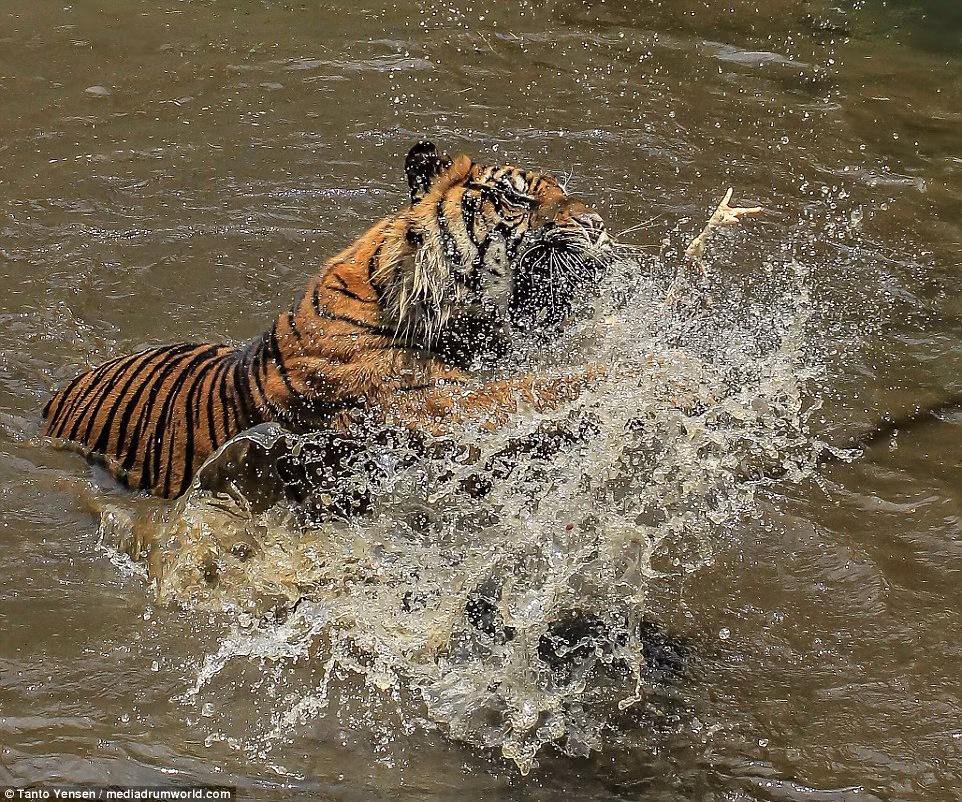 Một con hổ Sumatra mỗi ngày ăn khoảng 20kg thịt hoặc nhiều hơn. (Nguồn: Daily Mail)