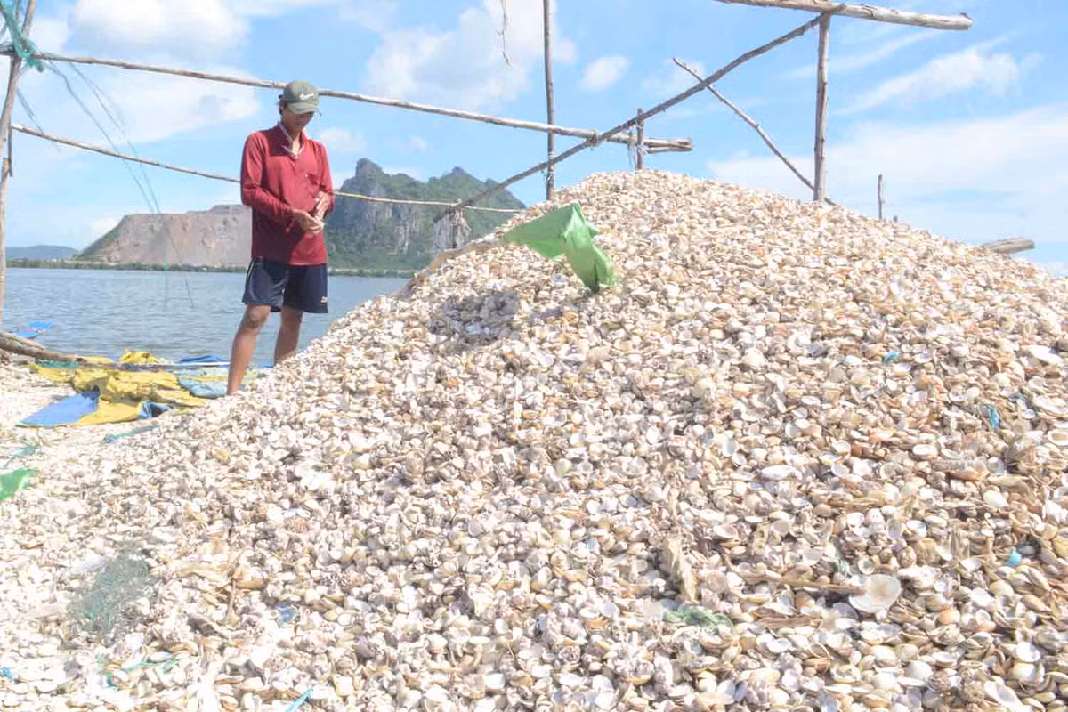 Thuy san chet hang loat o Kien Giang: Nhieu chi tieu vuot nguong