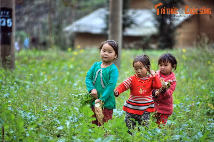 Sự khắc nghiệt của địa hình và thời tiết ở Sủng Là không ngăn nổi các loài cây đâm chồi, nảy lộc, đơm hoa, tạo nên một “thung lũng nơi đá nở hoa” vô cùng tươi đẹp.