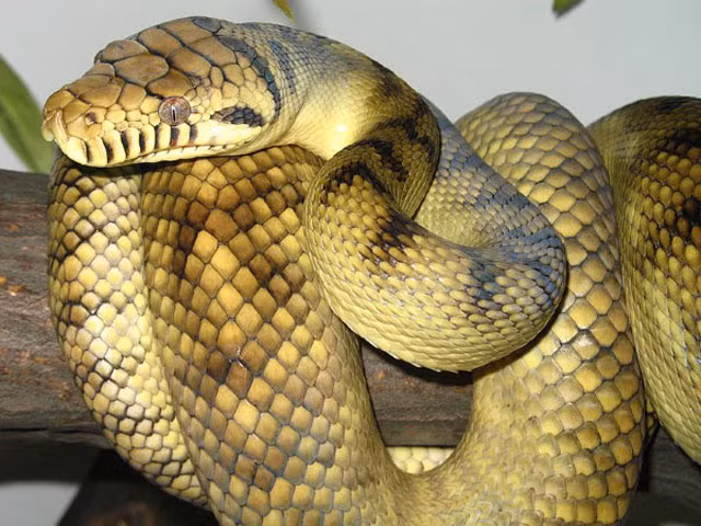 6. Trăn Amethystine: chiều dài 5 m, khối lượng 91 kg.