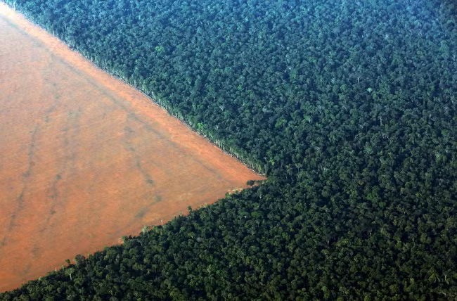 5. Diện tích rừng giảm nghiêm trọng ở Brazil