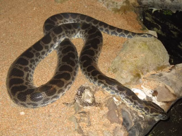 9. Trăn Anaconda đốm đen: chiều dài 3 m, khối lượng 30 kg.