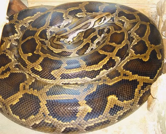 2. Trăn Miến Điện: chiều dài 5,74 m, khối lượng 182,8 kg.