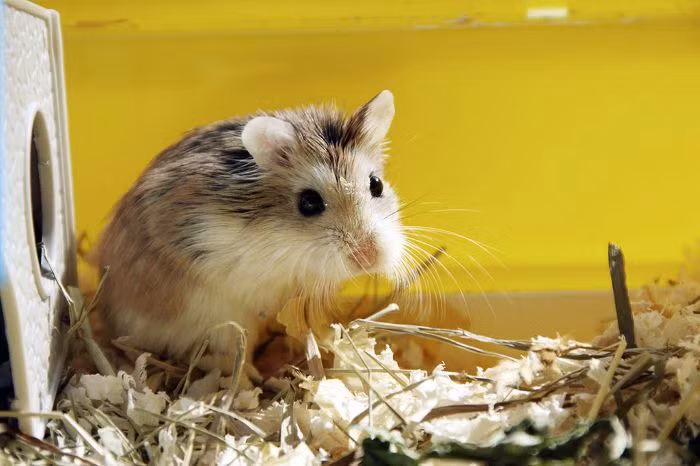 3. Chuột Hamster: Thời gian mang thai 20 ngày