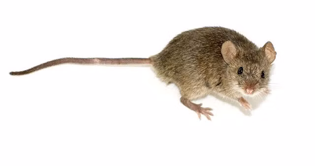 2. Chuột Mouse: Thời gian mang thai 19 ngày