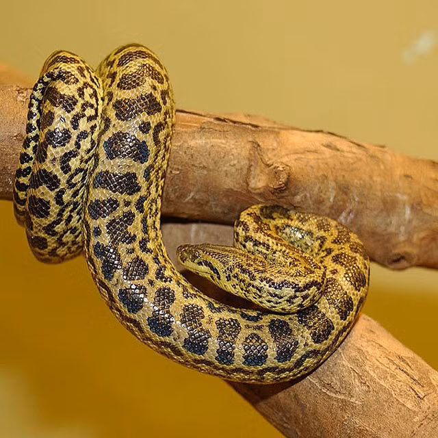 8. Trăn Anaconda vàng: chiều dài tới 4,6 m, khối lượng 30-40kg.