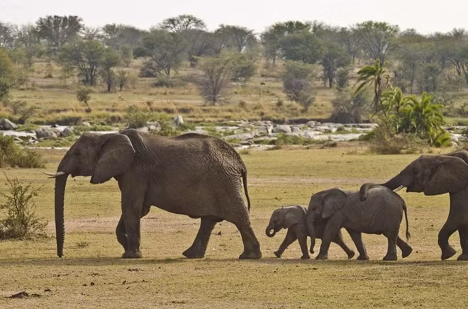 Những chú voi con di chuyển trên đồng cỏ xavan Kenya luôn có bố dẫn đường và mẹ "chốt" cuối.