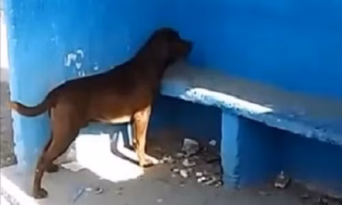 Chú chó nhìn chằm chằm vào tường suốt 3 ngày khiến nhiều người tò mò. Ảnh cắt từ video