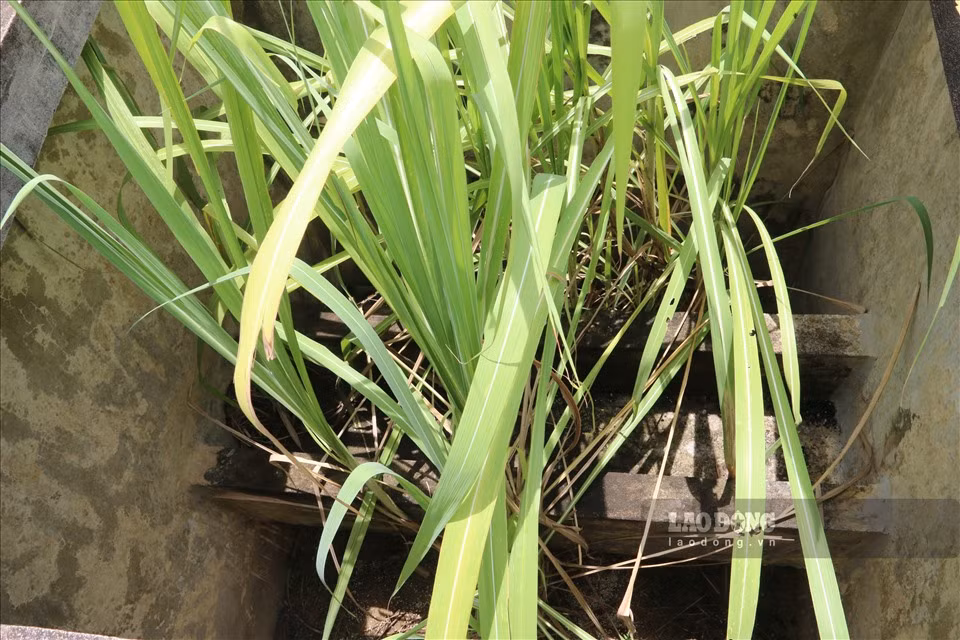Theo ông Đinh Ngọc Khánh (trưởng thôn khu tái định cư Mai Sơn), cơn bão lịch sử năm 2008 đã gây thiệt hại nặng nề cho bà con nhân dân 2 xã Tân Mai và Phúc Sạn của huyện Mai Châu. Hơn 60 hộ dân 2 xã đã về định cư tại xã Yên Nghiệp (Lạc Sơn) lấy tên mới là làng Mai Sơn.