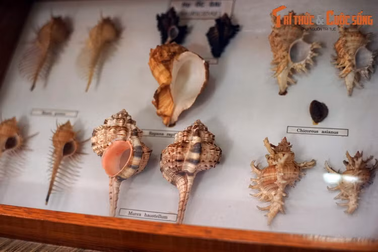 Họ Ốc gai (Muricidae) gồm các loài ốc đa dạng về hình dáng, không phải tất cả đều có gai.