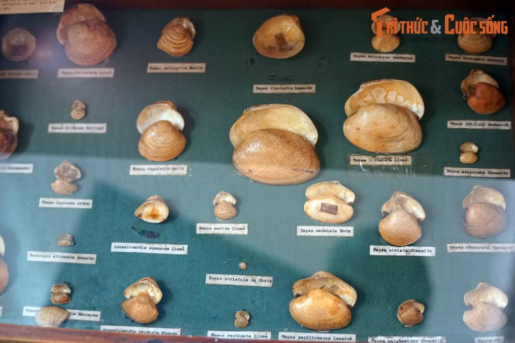 Họ Ngao (Veneridae), gồm các loài ngao hến quen thuộc.