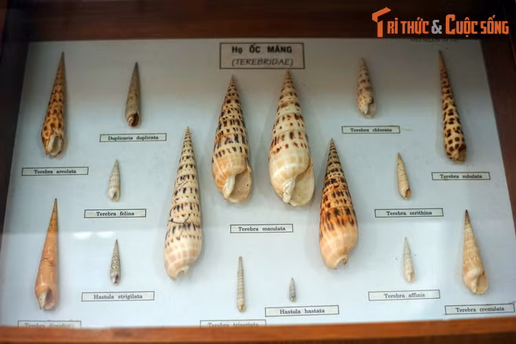 Họ Ốc măng (Terebridae) gồm các loài ốc có hình dạng như búp măng.