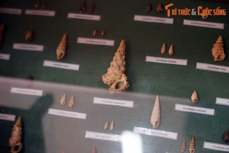 Họ Ốc quắn (Cerithiidae).