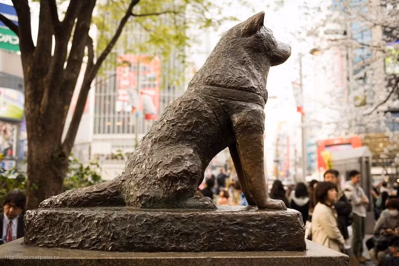 Nhiều du khách Nhật Bản và thế giới khi ghé thăm thủ đô Tokyo đều ghé đến nhà ga Shibuya. Nguyên do là bởi trước cửa nhà ga này có đặt bức tượng chú chó trung thành nổi tiếng Nhật Bản có tên Hachiko.