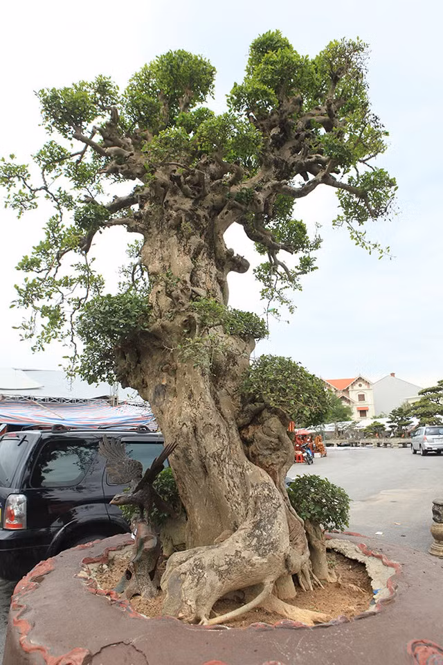 Ngam cay duoi co gia khung, nhieu dai gia mong uoc so huu-Hinh-3