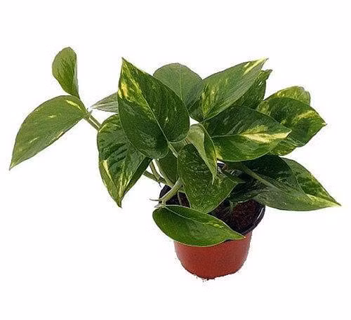 Cây trầu bà vàng (Devil's Ivy)