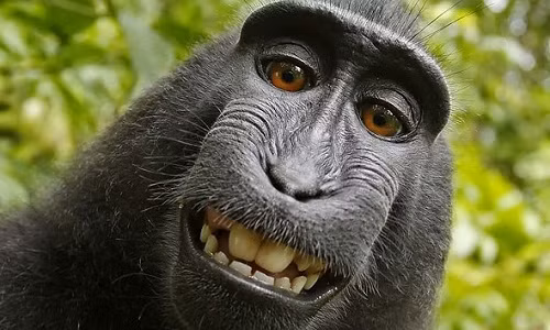 Người đứng sau bức ảnh "con khỉ selfie" khánh kiệt vì kiện tụng Nguoi dung sau buc anh "con khi selfie" khanh kiet vi kien tung