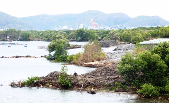 Năm 2019, dự án phát sinh hàng loạt bất cập đe dọa đến cảnh quan sinh thái, đặc biệt ảnh hưởng sinh kế của ngư dân, xâm hại quá mức đến rừng ngập mặn ven đầm Thị Nại. (Ảnh: Sài Gòn Giải Phóng).
