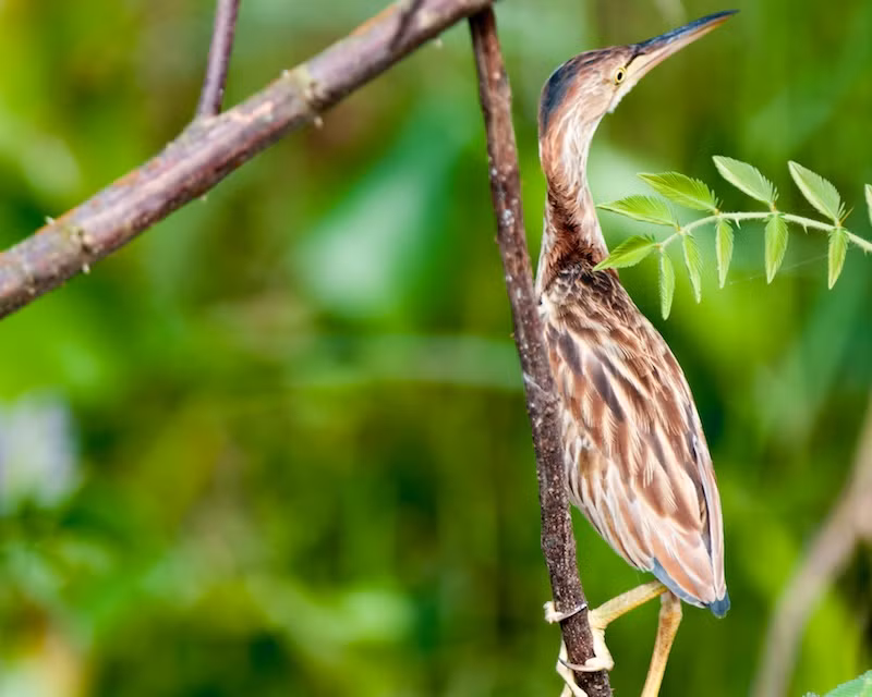 Nó đã được ghi nhận như là một loài lang thang ở Alaska và có một ghi chép về sự hiện diện duy nhất từ Anh, từ hồ Radipole, Dorset vào ngày 23 tháng 11 năm 1962 - tuy nhiên, Bou đã luôn luôn coi sự xuất hiện này có xuất xứ không chắc chắn và hiện nay nó không được chấp nhận vào Danh sách chính thức của Anh.