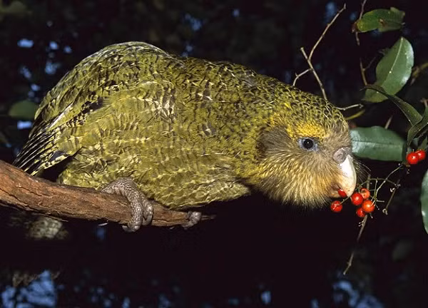 Các nhà bảo tồn đã đưa ra những biện pháp quyết liệt để bảo vệ Kakapo trước những động vật ăn thịt trên đảo. Cho đến nay, việc ngăn chặn nguy cơ tuyệt chủng của loài vẹt này đang thu hút được rất nhiều sự chú ý.