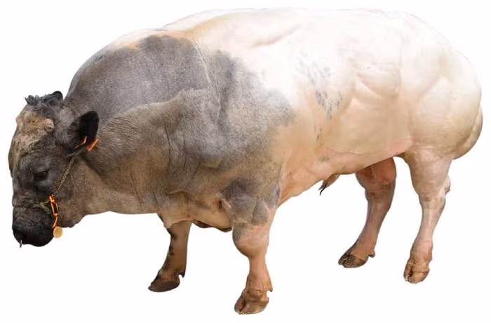 Bò 3B nổi tiếng với cơ bắp ấn tượng và thường được gọi là "thịt bò hai lớp". Chúng vượt trội hơn tất cả các giống bò thịt khác về năng suất thịt (lên đến 80%).