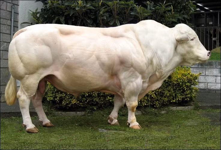 Trọng lượng của một con bò đực trưởng thành có thể lên tới từ 1.100 - 1.250 kg. Thậm chí không phải là hiếm khi nhìn thấy những con bò nặng hơn 1.300 kg.