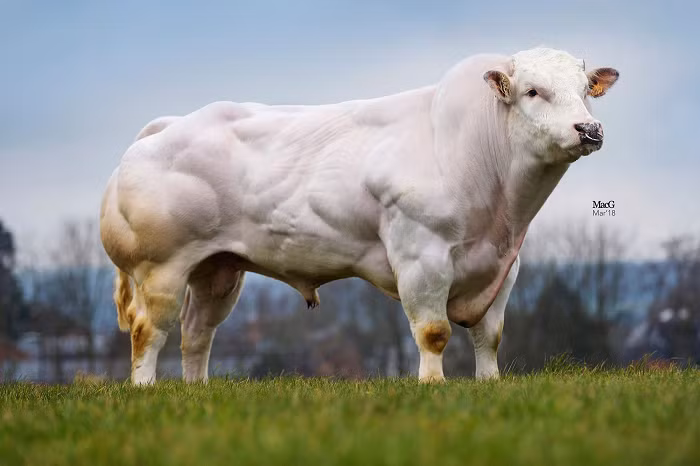Thông tin giống bò cơ bắp cuồn cuộn hay là bò 3B (Blanc Blue Belgium), trọng lượng bò trưởng thành có thể đạt 1 tấn sắp được một doanh nghiệp tại Hà Nội đưa về từ Bỉ khiến dư luận quan tâm.