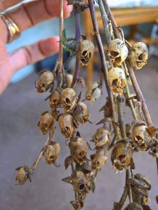 Có rất nhiều câu chuyện về dáng vẻ kỳ lạ, đầy bí ẩn của loài hoa này. Trong đó có truyền thuyết kể rằng nếu phụ nữ ăn những bông hoa héo tàn hình đầu lâu thì có thể lấy lại sắc đẹp và tuổi thanh xuân.
