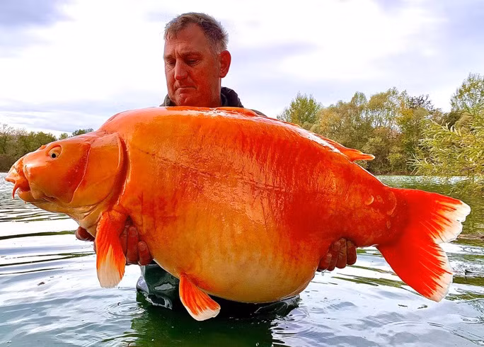 Ông Andy Hackett, 42 tuổi, câu được thủy quái vàng nêu trên (được đặt tên The Carrot) ở trại cá Blue Water Lakes, khu vực Champagne - Pháp. "Tôi luôn biết The Carrot ở đó nhưng tôi không bao giờ nghĩ mình có thể bắt được nó" – ông Hackett nói.