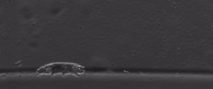 Tardigrades hay "bọ gấu nước" từ lâu đã chứng minh bản chất của những " quái vật bất tử" khi có thể sống sót ở những điều kiện cực đoan mà không sinh vật Trái Đất nào khác tồn tại nổi. Chúng có thể chịu được áp suất từ 0 atm ở môi trường giữa các vì sao đến 1.200 atm tại đáy rãnh Marianas ở Thái Bình Dương, nhiệt độ từ âm 272 độ C đến 150 độ C, "khỏe re" trước bức xạ vũ trụ chết chóc.