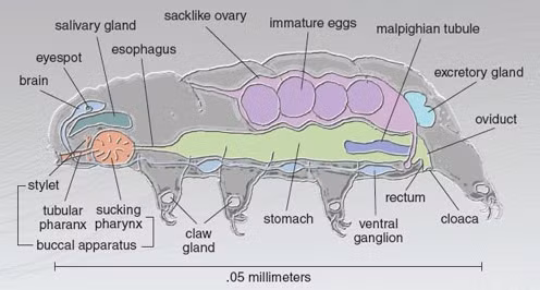 Trong thí nghiệm khác, họ cho nhiều con ốc sên ăn 694 con Tardigrades và thu được 218 con còn sống theo phân ra ngoài. 78 con khác hiện diện trong phân nhưng đã chết và 398 con khác được cho là đã bị tiêu hóa trong bụng ốc sên. Tuy nhiên, 31% "quân số" sống sót sau khi bị ăn thịt đã đủ gây ngạc nhiên. Nhưng kẻ sống sót này vẫn khỏe mạnh như thường, thản nhiên sinh sản thành công khi được nuôi và theo dõi tiếp trong phòng thí nghiệm.