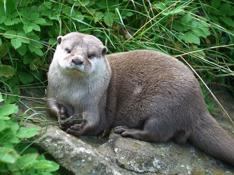 Rái cá vuốt bé (Aonyx cinereus) là loài rái cá nhỏ nhất thế giới với cân nặng nhỏ hơn 5 kg.