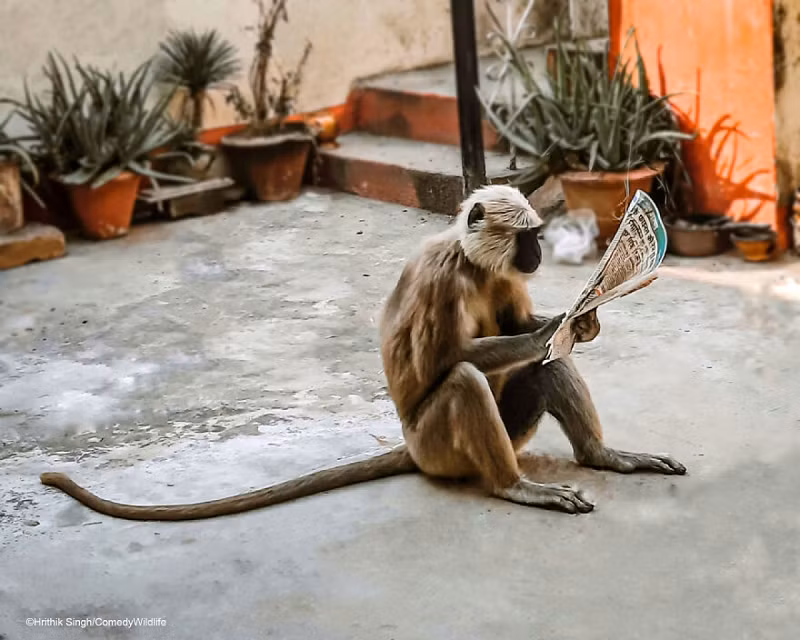 "Chú khỉ này đã đến sân nhà tôi và tôi đưa cho nó mẩu bánh mì được gói trong một tờ báo. Sau khi ăn xong bánh mì, chú khỉ bắt đầu đọc báo", Hrithik Singh Gorakhpur - tác giả của bức ảnh chia sẻ.
