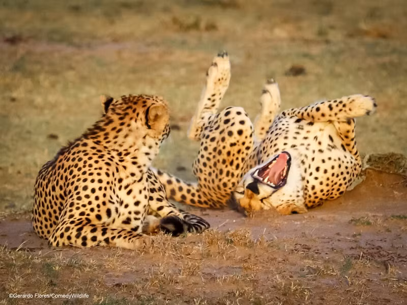 Hai chú báo ở Masaai Mara, Kenya này dường như đang trò chuyện rất vui vẻ dưới ánh hoàng hôn.