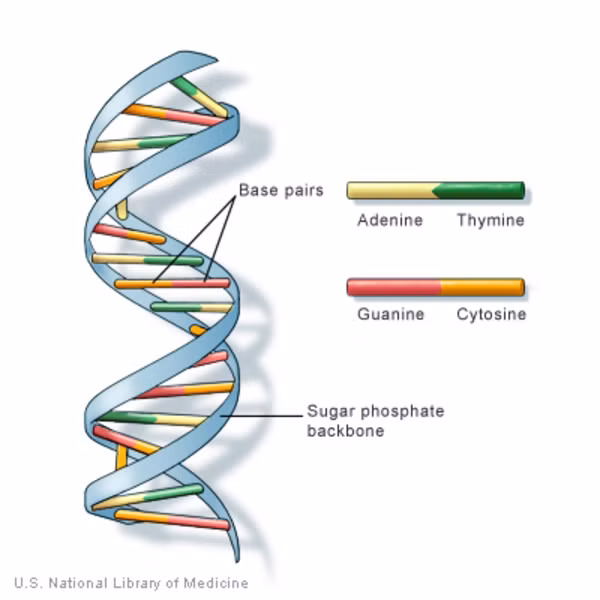 Lý do họ đưa ra là DNA quá đơn giản để có thể lưu giữ được một lượng lớn thông tin.