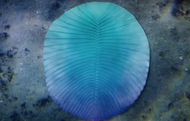 Sinh vật Ediacaran là bằng chứng của sự sống trong thời kỳ đầu của lịch sử Trái đất và chúng đại diện cho một thế giới khác - một thế giới cách biệt với chúng ta bởi thời gian.