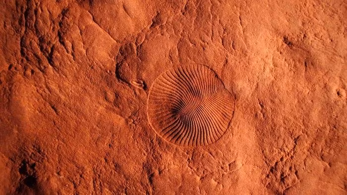 Hóa thạch thời kỳ Ediacara đã tuyệt chủng: Dickinsonia (giữa) và Parvancorina hình mỏ neo nhỏ hơn (trái), trong đá sa thạch tại Vườn quốc gia Nilpena Ediacara ở Nam Australia.