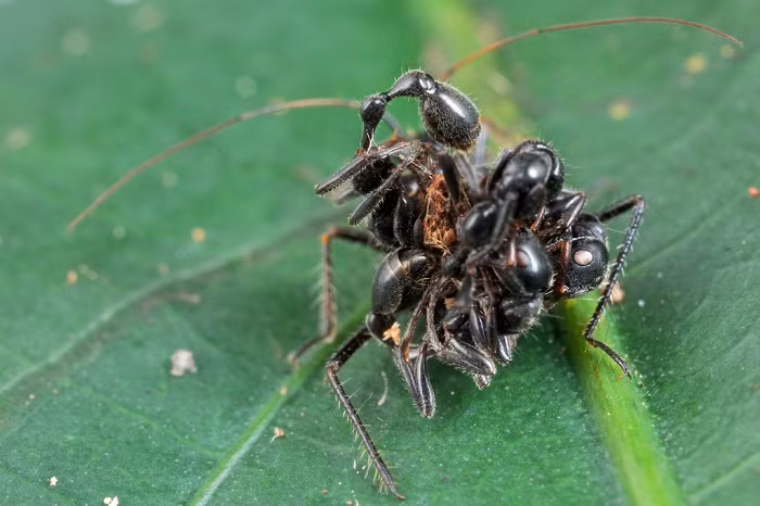 Acanthaspis petax có thể mang theo 20 con kiến cùng lúc, tất cả kết dính với nhau nhờ một chất dính.