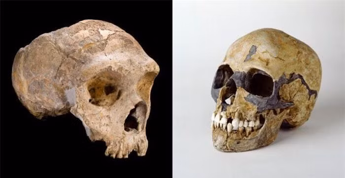 Không may, bệnh nhiệt đới do người Homo Sapiens đem theo lại có phần phức tạp và nặng nề hơn các bệnh vùng ôn đới của người Neanderthals, nên họ biến thành cộng đồng bị thiệt hại.