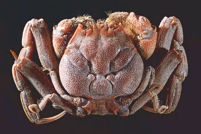 Trên thế giới có nhiều loại động vật kỳ dị mang khuôn mặt con người, trong đó có loài giáp xác nổi tiếng ở Nhật Bản, đó là loài cua Heikegani (cua Heike) hay còn được gọi là "cua mặt người".