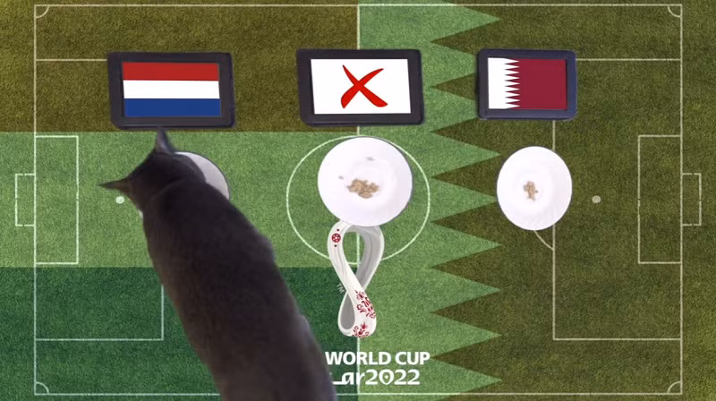 Trước trận đấu Hà Lan vs Qatar, nhà tiên tri động vật là mèo Cass và thần rùa trổ tài dự đoán bóng đá với chiến thắng nghiêng về đội tuyển Hà Lan.