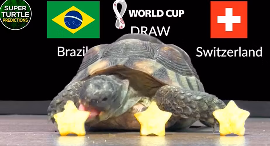Trong khi đó, thần rùa Super Turtle Predictions đang là "ngôi sao mạng xã hội" với nhiều dự đoán tỉ số chính xác trong các giải bóng đá ngoại hạng Anh, Pháp, cúp C1, hay Olympic Tokyo 2020, Copa America 2021.