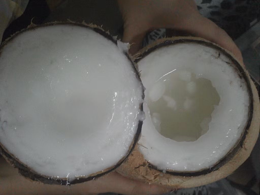 Dừa sáp trộn với một ít đường, sữa và đậu phộng rang rồi dầm nước đá ăn rất ngon.