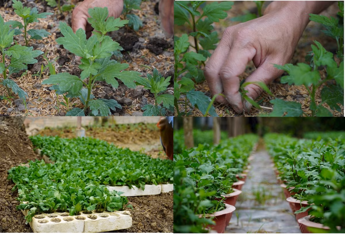 Theo người trồng hoa, năm nay, do ảnh hưởng của mưa bão trong tháng 9, giá giống hoa đắt hơn, dao động từ 40.000 – 65.000 đồng/100 cây, trong khi mọi năm, giống hoa cúc được mua với giá từ 25.000 – 30.000 đồng/100 cây tuỳ loại. Người dân thôn Xuân Sơn chủ yếu trồng các giống hoa như: cúc vàng pha lê, cúc mâm xôi, cúc vàng Đài Loan, cúc tím lan, cúc trắng kim cương… Ảnh: HN. 