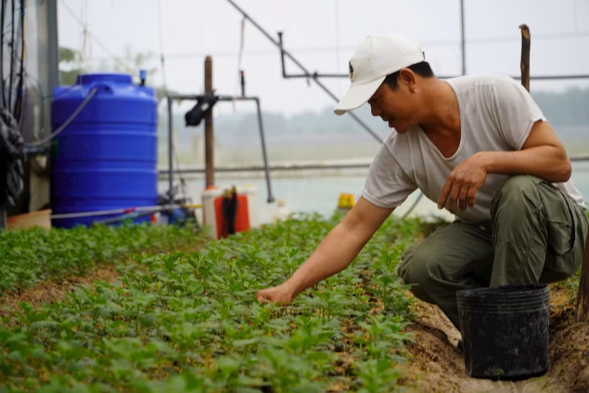 Cạnh đó, gia đình ông Bùi Quang Biên (52 tuổi, trú thôn Xuân Sơn, xã Lưu Vĩnh Sơn) cũng đang tất bật xuống giống hoa cúc Đà Lạt. Năm nay gia đình ông trồng 17.000 gốc hoa cúc trên tổng diện tích 400m2. Ảnh: HN. 