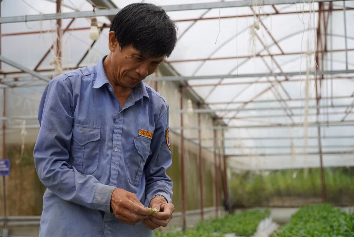  “Vụ hoa năm nay gia đình tôi trồng hơn 40.000 gốc hoa cúc, 340 chậu cúc và 100 chậu ly. Năm nay giá giống khá cao và hiếm nên thiếu một số chủng loại. Đến thời điểm hiện tại, thời tiết tốt nên cây phát triển đẹp. Tôi chỉ mong từ giờ đến Tết thời tiết ủng hộ để nông dân trồng hoa thu hoạch thuận lợi, tăng thu nhập”, ông Lưu nói. Ảnh: HN.
